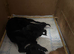 Kc reg 4 lab pups