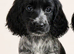 ️️️️️Show type cocker spaniel puppy last blue roan girl