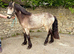 Handsome 14.2h 3 yr old reg Dun Connemara gelding