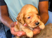Cocker spaniel pups