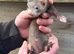Ferret kits ready now