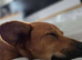 Bandit is looking for a forever family