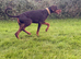 KC reg European Doberman Female Puppy