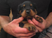 4 Rottweiler pups