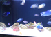 Tank peacock and haps full setup 40 haps & peacocks all male