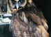 Brown wood owl for sale female
