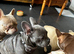 6,5 month blue brindle frenchie boy kc reg