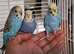 super silly hand tamed baby budgies