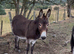 Jenny donkeys infoal