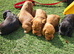 Cocker spaniel puppies