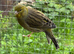Male canary for sale