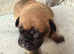 3 presa pups