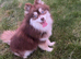 Pomsky