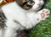 Absolutely gorgeous BSH x bengal cross kittens