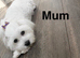 Maltese puppy