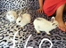 Bunnies