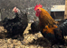 Pekins