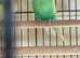 Budgies