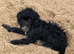 6 month old cockapoo