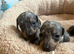 Dachshund puppies