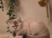 British short haired female 16 months old