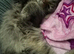 Male Maine coon