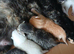 Mixed breed kittens .