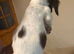 3 English springer spaniel puppies left