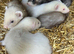 Baby ferrets