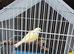 canaries