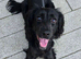 Will you give our Bella the beloved home she needs?