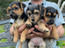 Beautiful 3/4 jack russell puppies
