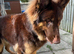 KC Registered Liver & tan stud