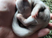 Skunks for sale