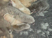 Persian/exotic kittens