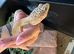 Leopard gecko