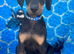 KC registered health tested Dobermann puppies