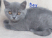 GCCF Registered Kittens