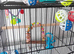 Beautiful talking boy budgie