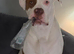 American bulldog 8 month old