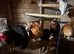 Laying hens for sale