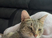 3 beautiful kittens looking for their forever homes
