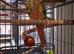 Beautiful conure for sale