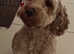 Cockerpoo Stud