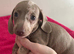 Minature Dachshunds