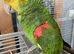 Double Yellow Headed Amazon Parrot Only 4 Years old
