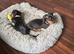 Male Miniature Dachshunds
