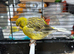 Border canary hen available &pound;20