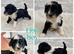 Fab️ F1 Ttoodles Tibetan terrier x Miniature poodle