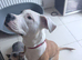 Female staffy/cane corso
